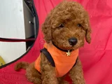 Safkan Toy Teacup Poodle Bebişler
