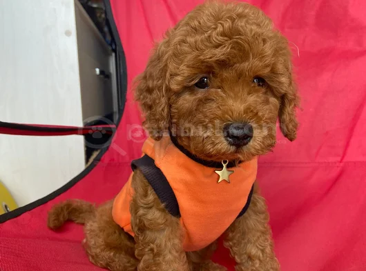 Safkan Toy Teacup Poodle Bebişler görsel