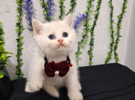 Bal Surat Pamuklarim Tesli̇me Hazir görsel