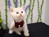 Bal Surat Pamuklarim Tesli̇me Hazir