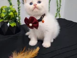 Bal Surat Pamuklarim Tesli̇me Hazir