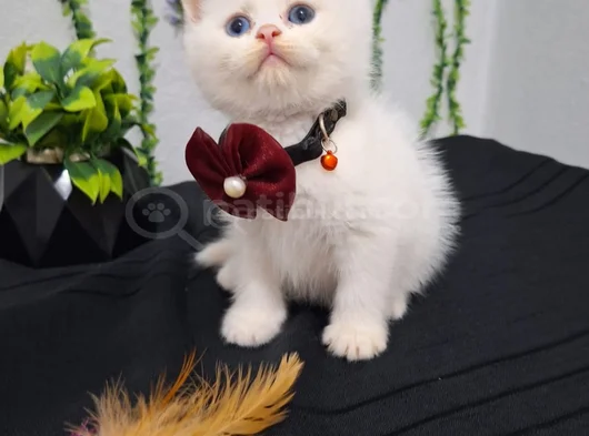 Bal Surat Pamuklarim Tesli̇me Hazir görsel