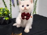 BAL SURAT PAMUKLARIM TESLİME HAZIR