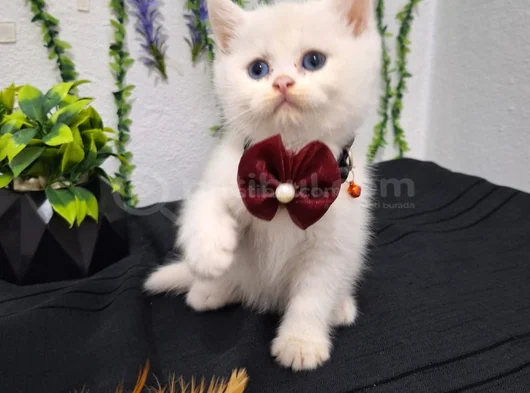 Bal Surat Pamuklarim Tesli̇me Hazir