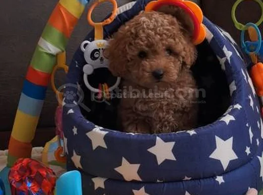 Super Fi̇yatlara Süper Kali̇te Toy Poodle Yavrular görsel