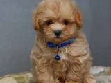 Super Fi̇yatlara Super Kali̇te Gerçek Malti̇poo Yavrular