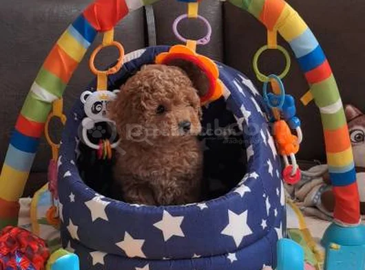 Super Fi̇yatlara Süper Kali̇te Toy Poodle Yavrular görsel