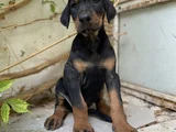 Doberman Tam Bir Asker