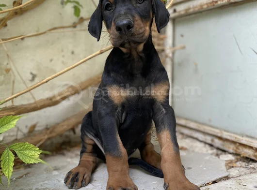 Doberman Tam Bir Asker görsel