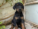 Doberman Tam Bir Asker