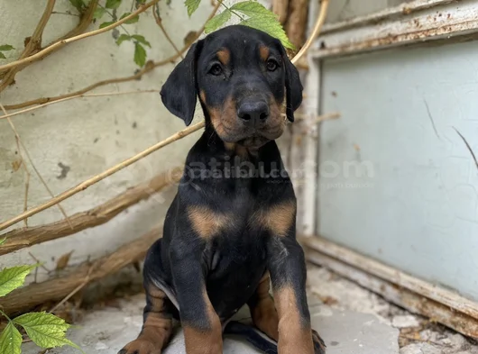 Doberman Tam Bir Asker görsel