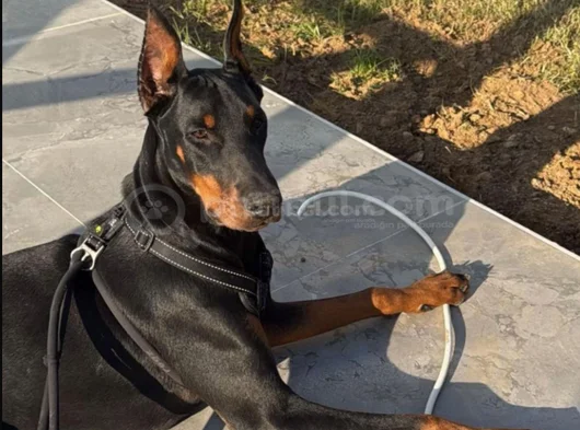 Doberman Tam Bir Asker görsel