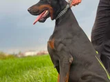 Doberman Tam Bir Asker