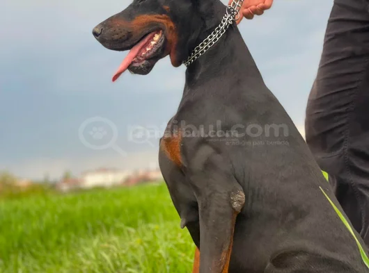 Doberman Tam Bir Asker görsel