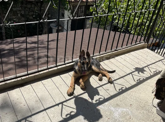 Bursa Içi 5 Aylık Alman Kurdu Safkan görsel