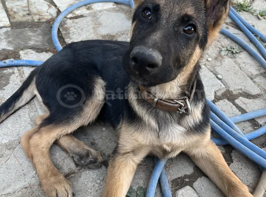Bursa Içi 5 Aylık Alman Kurdu Safkan görsel