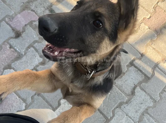 Bursa Içi 5 Aylık Alman Kurdu Safkan görsel