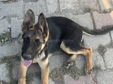 Bursa Içi 5 Aylık Alman Kurdu Safkan