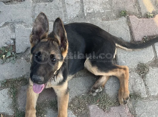 Bursa Içi 5 Aylık Alman Kurdu Safkan görsel
