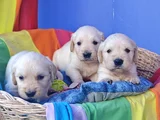 Bebek Yüz Orji̇nal Gerçek Golden Yavrular