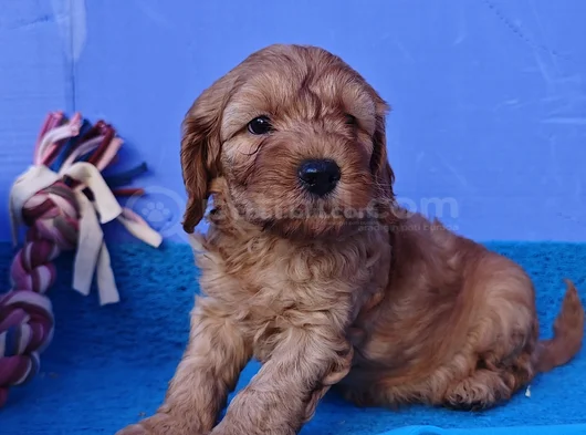 Süper Fi̇yata Gerçek Orji̇nal Cockapoo Yavrular görsel