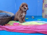Super Fi̇yatlara Super Kali̇te Gerçek Malti̇poo Yavrular