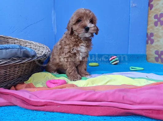 Super Fi̇yatlara Super Kali̇te Gerçek Malti̇poo Yavrular görsel
