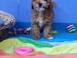 Super Fi̇yatlara Super Kali̇te Gerçek Malti̇poo Yavrular
