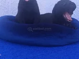 İnanilmaz Fi̇yatlara Orji̇nal Gerçek Labrador Yavrular