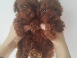 Irk Garantili Safkan Toy Poodle Yavruları