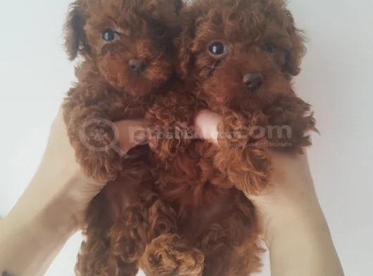 Irk Garantili Safkan Toy Poodle Yavruları