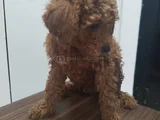 Irk Garantili Safkan Toy Poodle Yavruları