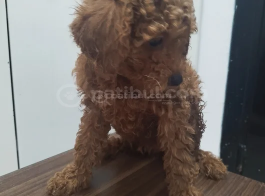 Irk Garantili Safkan Toy Poodle Yavruları görsel