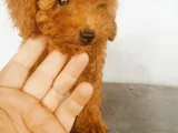 Irk Garantili Safkan Toy Poodle Yavruları