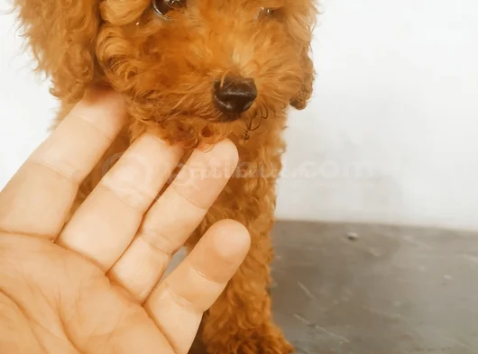 Irk Garantili Safkan Toy Poodle Yavruları görsel