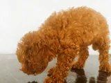 Irk Garantili Safkan Toy Poodle Yavruları