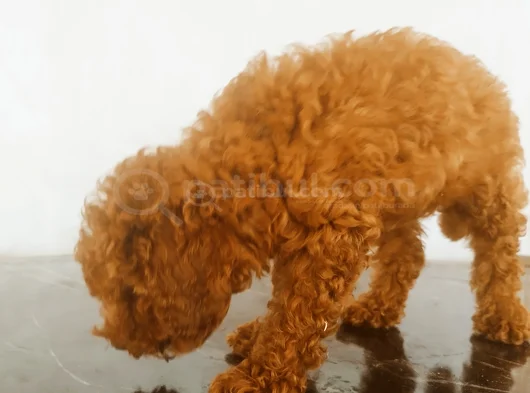 Irk Garantili Safkan Toy Poodle Yavruları görsel