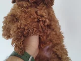 Irk Garantili Safkan Toy Poodle Yavruları
