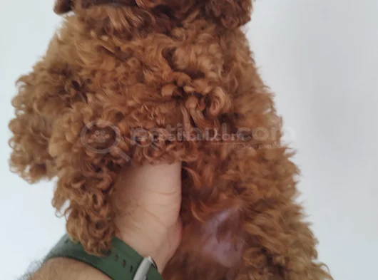 Irk Garantili Safkan Toy Poodle Yavruları görsel