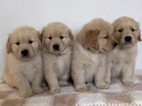 Baybface Orjinal Golden Bebekler