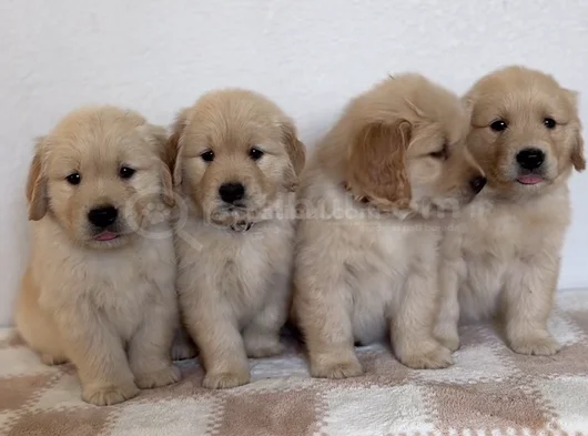Baybface Orjinal Golden Bebekler görsel