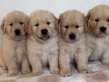 Baybface Orjinal Golden Bebekler