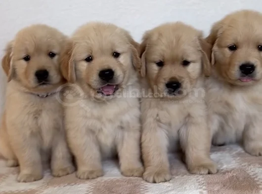 Baybface Orjinal Golden Bebekler görsel