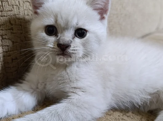 Sevi̇mli̇ Mi̇ni̇k Yavrularim görsel