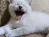 Sevi̇mli̇ Mi̇ni̇k Yavrularim