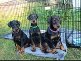 Doberman Tam Bir Asker
