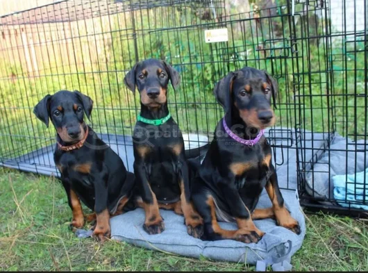 Doberman Tam Bir Asker görsel