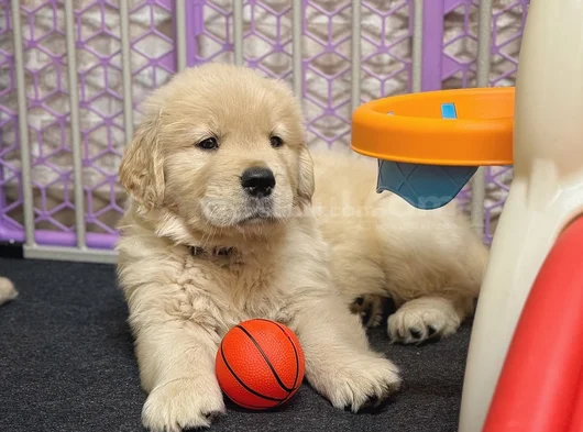 Baybface Orjinal Golden Bebekler görsel
