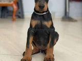 Doberman Tam Bir Asker