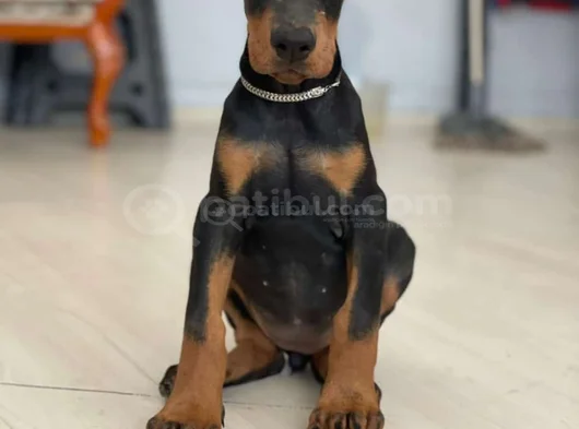 Doberman Tam Bir Asker görsel